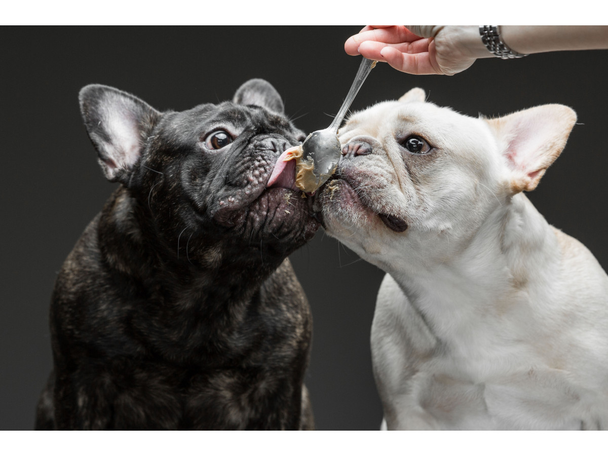 Can French Bulldogs Eat Peanut Butter? Exploring the Peanutty Delight for Your Frenchie